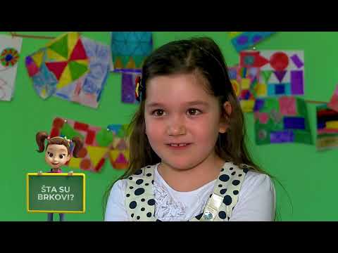 Kefalica: Ko su rođaci? Šta rsu brkovi? Šta je znanje?