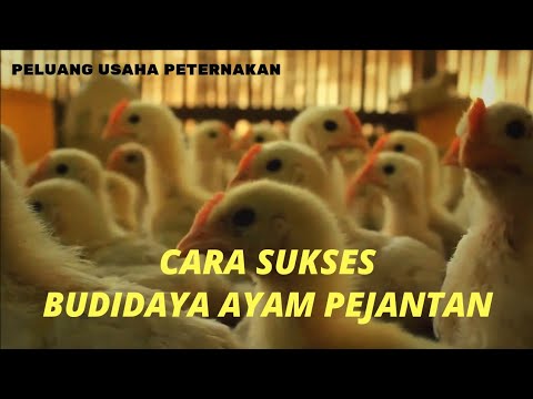 Lilin untuk harga potensi Exciter terbaik untuk anak perempuan