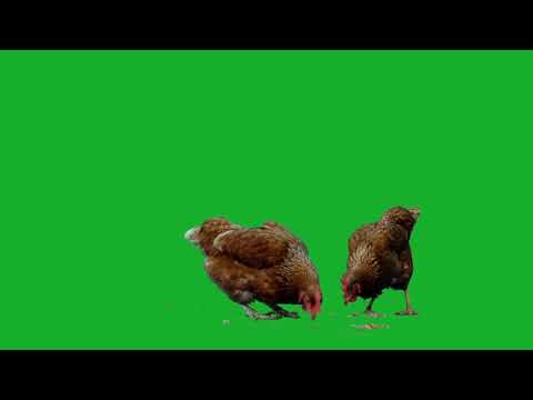 курицы хромакей