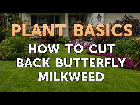 How to Dry an Overwatered Plant