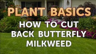 How to Cut Back Butterfly Milkweed