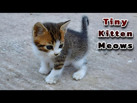 Meewoo Cat - Small Cat Sounds To Attract Cats
