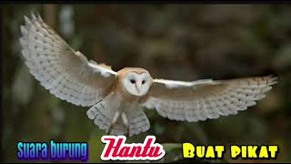 Download lagu SUARA BURUNG HANTU BUAT PIKAT // OWL mp3 Download lagu SUARA BURUNG HANTU BUAT PIKAT // OWL mp3