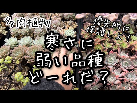 耐寒性の多肉植物
