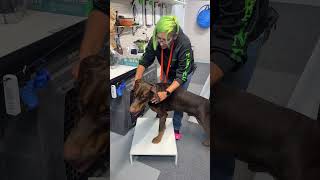 Karma Day 4 | Building Impulse Control In & Out of Training | Board & Train