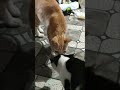 CAT FIGHT ORANGE VS BLACK WHITE