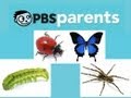 Bugs And Insects PBS Parents Picks