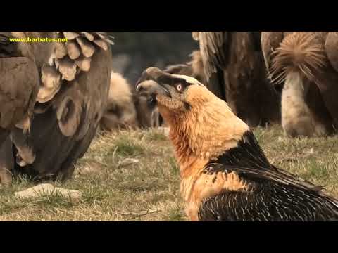 QUEBRANTAHUESOS | BEARDED VULTURE | Gypaetus barbatus