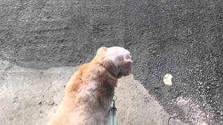 Without You-Parachute #parachuteinmylivingroom