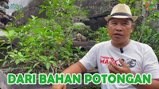 Download lagu BELAJAR MEMBUAT BONSAI DARI BEKAS POTONGAN mp3