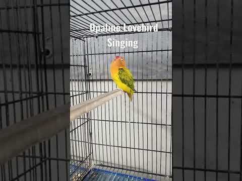 Female Lovebird Singing | Lovebirds Mating Call #lovebirds #birdlovers #parakeet #viral