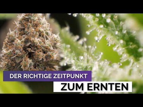 So ernten wir bei Growmotion