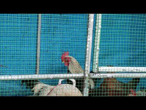 Rooster crowing compilation plus, rooster crowing sound