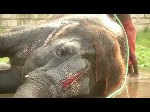 インドゾウのユニークな髪型 (Indian elephant's unique hairstyle)