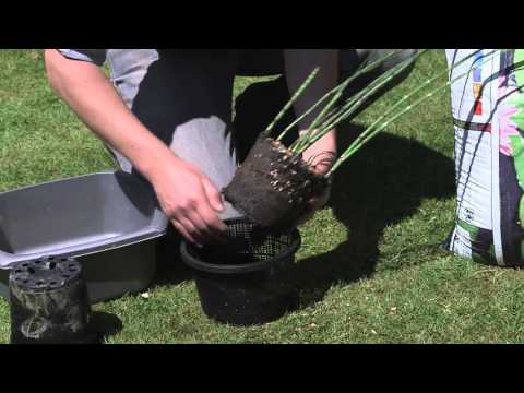 Setting up a wildlife pond in a half barrel |  Creative Plus Productions