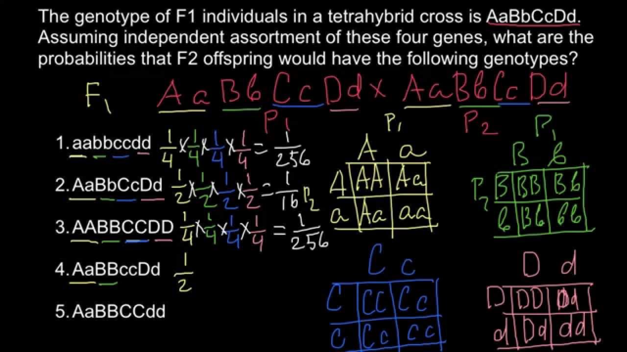 Сколько и какие типы гамет образует организм генотипа ааввссдд. Генотип aabbccdd. Генотип aabbccdd. Сколько типов гамет образует организм. Как определить количество типов гамет.