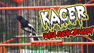 Download lagu Masteran Kacer isian gereja dan Cucak jenggot mp3 Download lagu Masteran Kacer isian gereja dan Cucak jenggot mp3