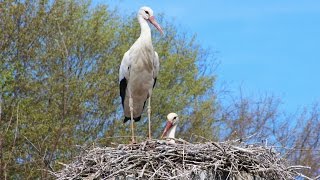 preview picture of video 'Cigognes Blanches - White Stork'