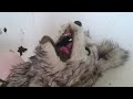Furries Eating Cow Poop