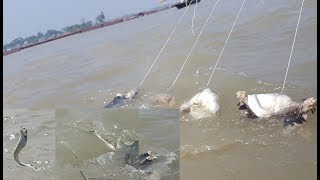 Can You Believe This Fishing? Unique &amp; Fastest Way Of Trapping Tiny Fish From River | Fish Catching