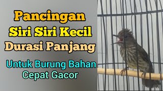 Download lagu Pancingan Siri Siri Kecil Bahan Durasi Panjang Cepat Gacor || Situs Kicau mp3 Download lagu Pancingan Siri Siri Kecil Bahan Durasi Panjang Cepat Gacor || Situs Kicau mp3