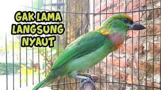 Download lagu PANCINGAN TAKUR TOHTOR BAHAN AGAR CEPAT GACOR mp3
