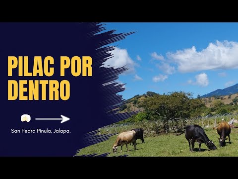 Así se producen los lácteos en San Pedro Pinula | PILAC por dentro 🐄🥛