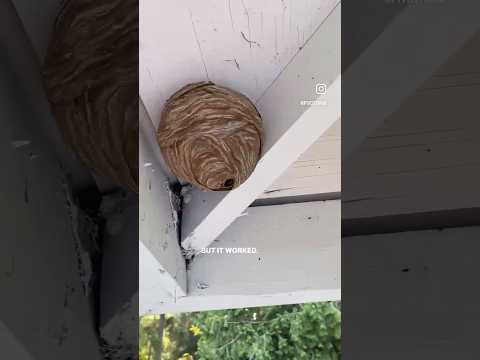 I wish I had know this earlier! Chemical free hornets nest solution! #homehacks #hometips #beesnest