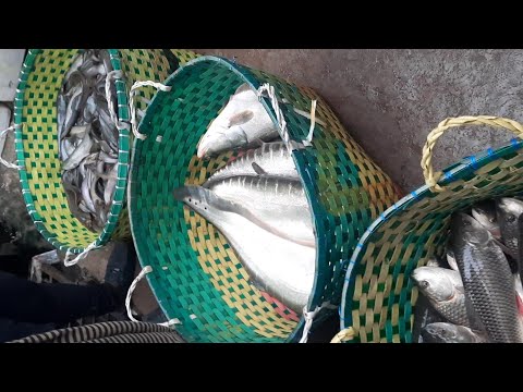 Fresh Country Fish Wholesale Market morning in Bangladesh