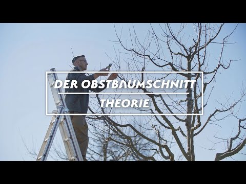 Der Obstbaumschnitt - Theorie