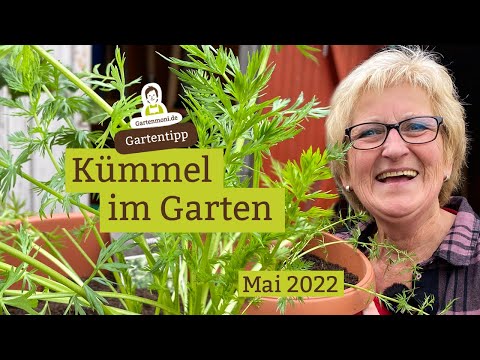 , title : 'Kümmel im Garten: Infos und Eigenschaften - Endlich hab ich eine Pflanze!'