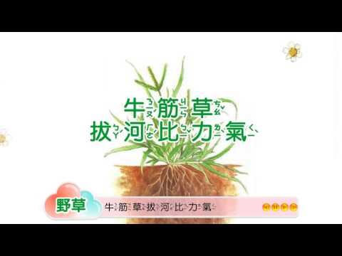 i玩魔法書-記憶大考驗 野草 