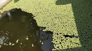 HOW TO GROW AZOLLA IN FISHPOND BY BILOCANO KAMI