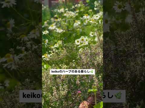  2023年9月に植える芳香ハーブ：秋にはこの5つの植物が庭に咲き誇ります  庭園