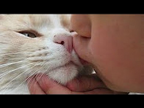 Why You Shouldn't Kiss your Cat