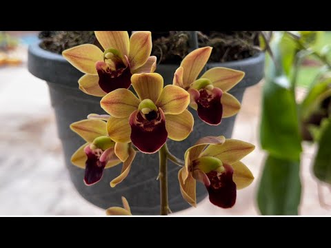 Orchid Garden Update, Gosh this Orchid is Amazing! Krull Smith, Update on Sick Orchid, March 2, 2022