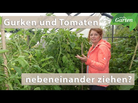 , title : 'Gurken und Tomaten gemeinsam im Gewächshaus ziehen | MDR'