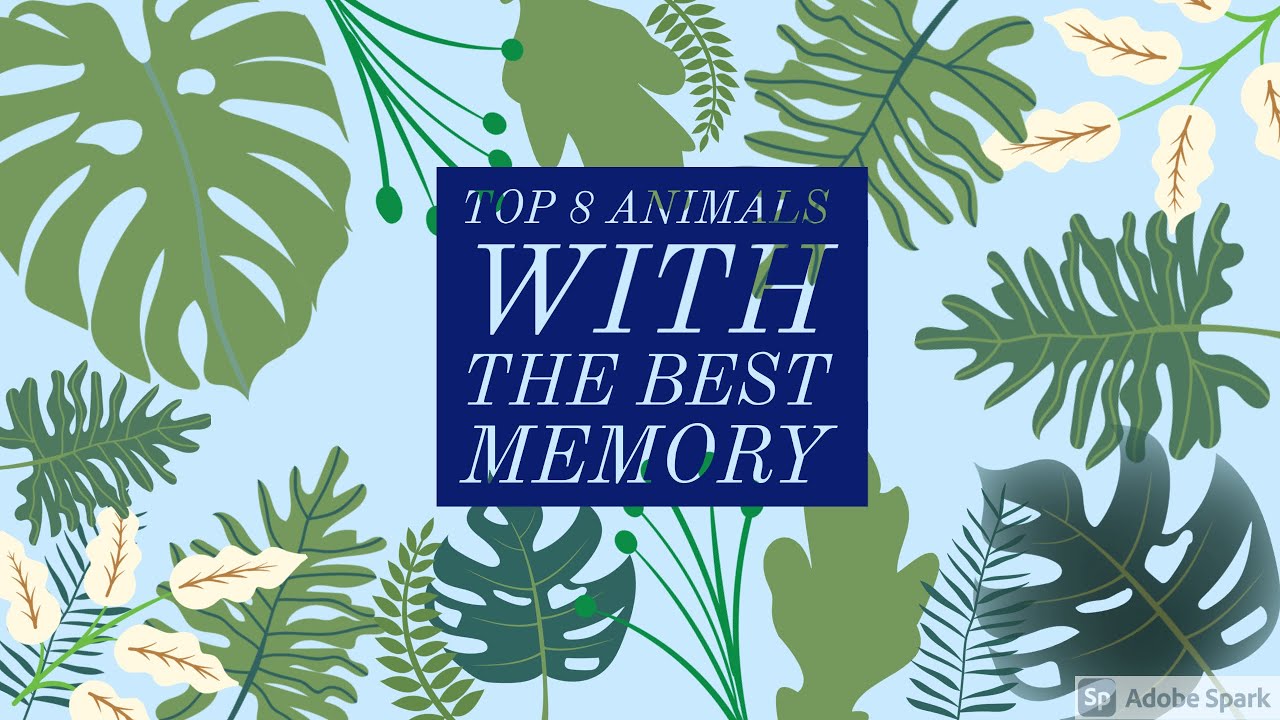 TOP 8 ANIMALS WITH THE BEST MEMORY