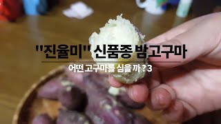 어떤고구마를 심을까(3) 신품종 밤고구마 진율미