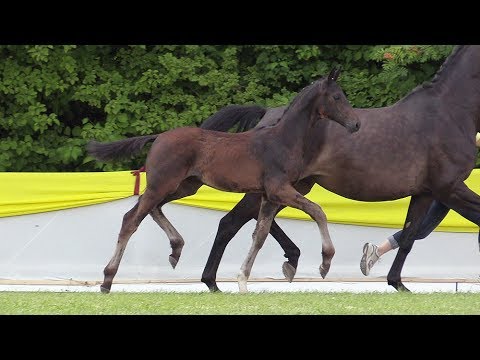 63 HF von Sir Donnerhall - All Inclusive