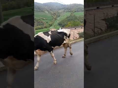 Mucche al pascolo 2022.