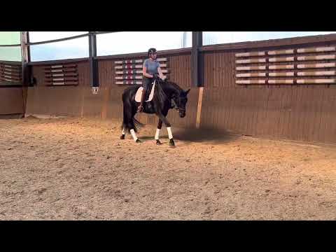 Stute von Feinrich Donnerschwee