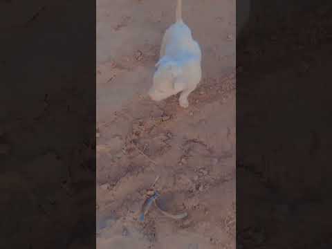 #shortvideo #viral #for #shortvideo #muzamil #sariki #kashti