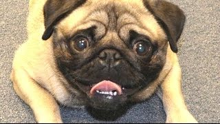 Funny Pugs Compilation 2014 - Funny Pug Dogs Videos
