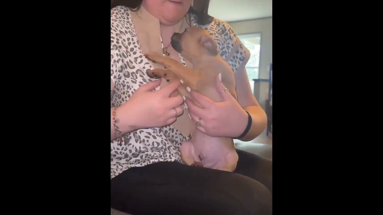 Enlarge Jessie, a Adoptable mixed breed in Hagerstown, MD video 4/4