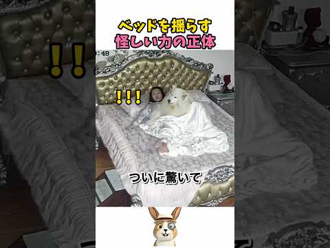 ベッドの下にいた謎の正体