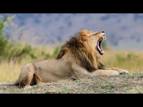 Leones Tierra de Grandes Felinos 2 la Fuerza de la Hermandad | Documental 