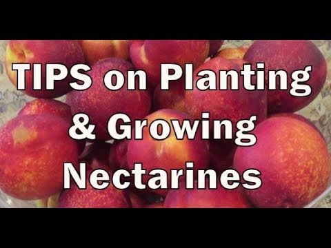 download lagu mp3 mp4 How To Care For A Nectarine Tree, download lagu How To Care For A Nectarine Tree gratis, unduh video klip How To Care For A Nectarine Tree