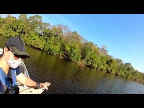 Ataque do jacaré a câmera no pantanal de Mato Grosso