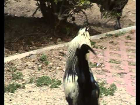 gallo contro kiko benalmadena